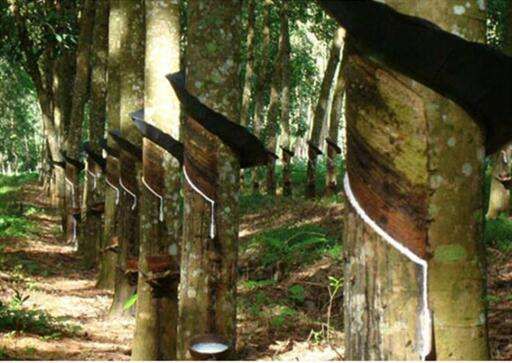 橡膠助劑帶您了解云南橡膠市場價(jià)下跌天然橡膠比上月每噸降600元